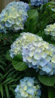 20180531あじさい